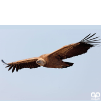 گونه کرکس Eurasian Griffon Vulture